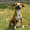 adoptable Dog in  named ELOISE