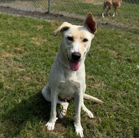 adoptable Dog in Conroe, TX named PHOEBE