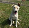 adoptable Dog in  named PHOEBE