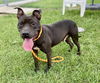adoptable Dog in  named JAGGER
