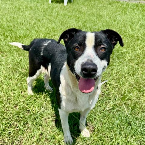 adoptable Dog in Conroe, TX named FAITH