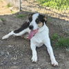 adoptable Dog in  named GEMMA