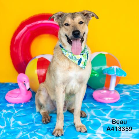 adoptable Dog in Conroe, TX named BENTLEY
