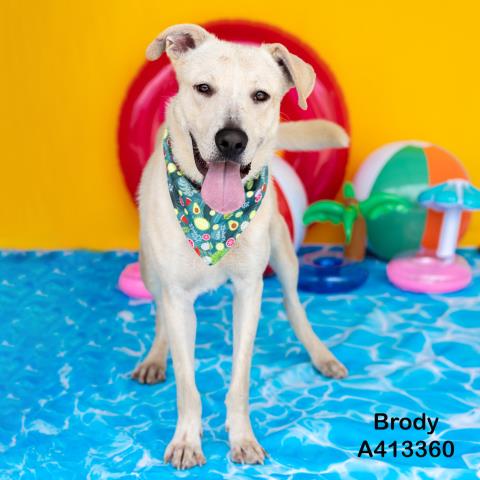 adoptable Dog in Conroe, TX named BRONX
