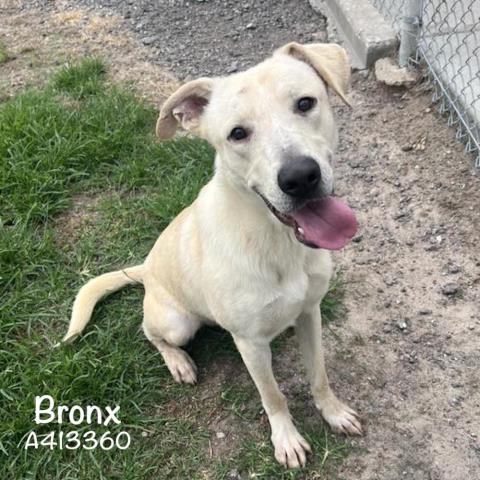 BRONX - Labrador Retriever available for adoption