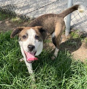 adoptable Dog in Conroe, TX named BILL DOOLIN