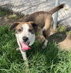 adoptable Dog in  named BILL DOOLIN