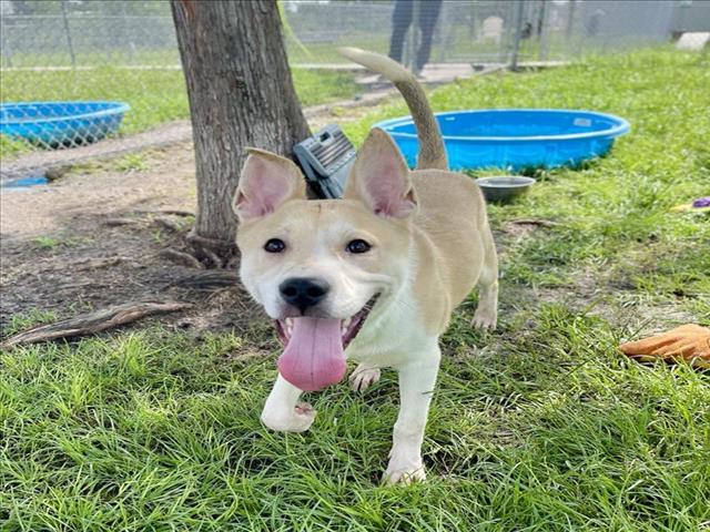 adoptable Dog in Conroe, TX named BUTCH CASSIDY