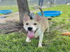 adoptable Dog in  named BUTCH CASSIDY