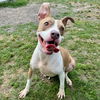 adoptable Dog in  named MAKARENA