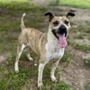 adoptable Dog in  named ED