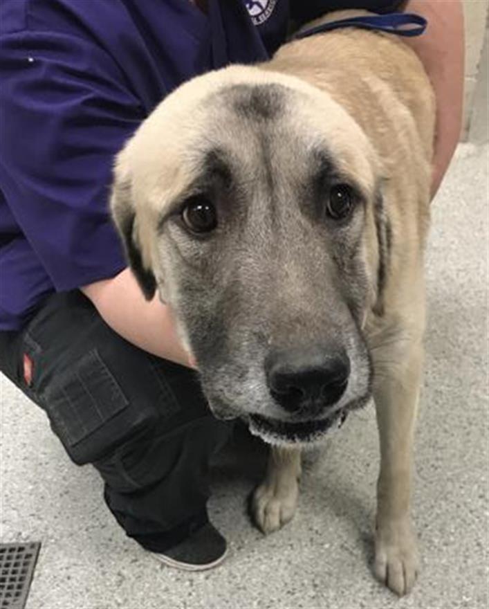 adoptable Dog in Conroe, TX named ADONIS