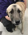adoptable Dog in  named ADONIS