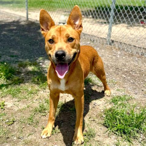 adoptable Dog in Conroe, TX named PRINCESS
