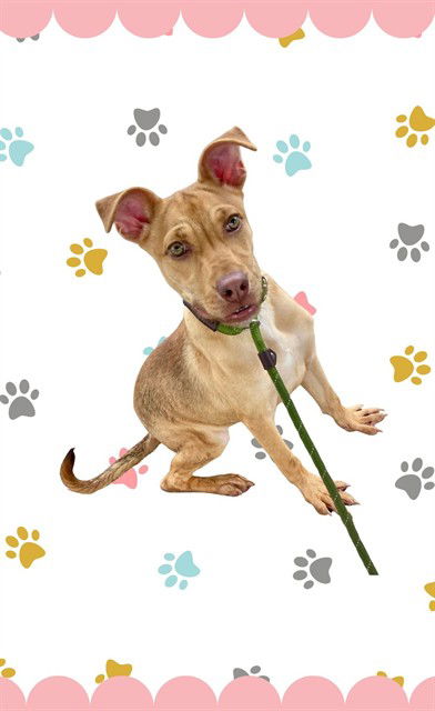 adoptable Dog in Conroe, TX named HONEY BUN