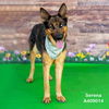 adoptable Dog in  named SERENA