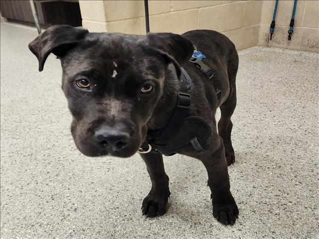 adoptable Dog in Conroe, TX named DUKE