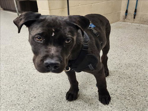 DUKE - American Staffordshire Terrier available for adoption