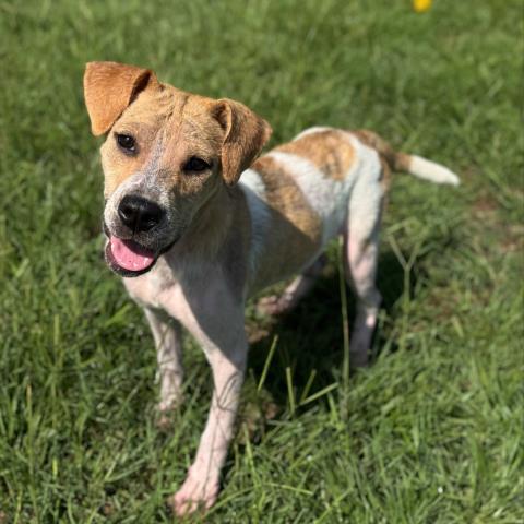 adoptable Dog in Conroe, TX named ELENA