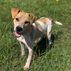 adoptable Dog in  named ELENA