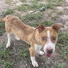 adoptable Dog in  named PAYTON