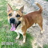 adoptable Dog in  named JAMIE
