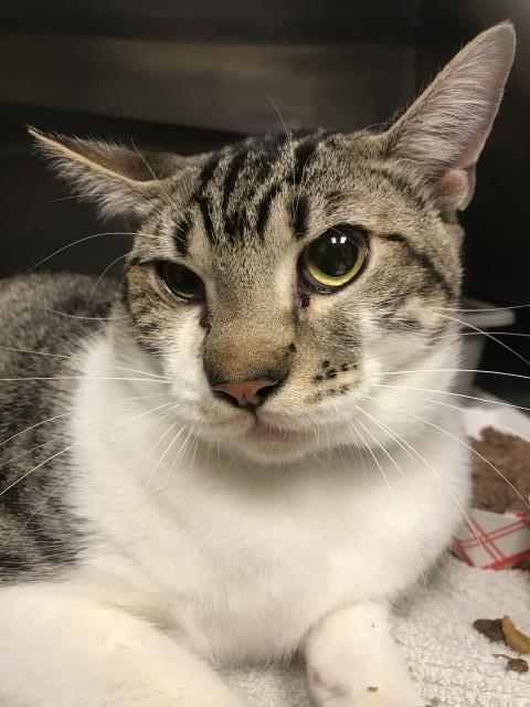 picture of the cat needing adoption