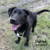 adoptable Dog in  named PATRICK