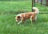 adoptable Dog in  named STORMY