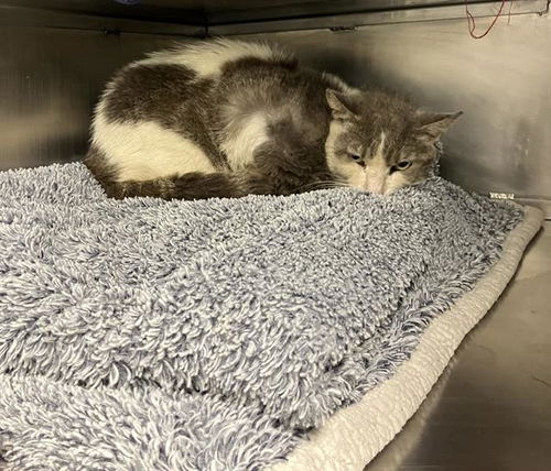 picture of the cat needing adoption