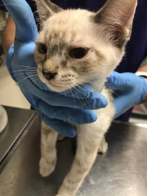 picture of the cat needing adoption