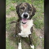 adoptable Dog in  named NIKO