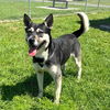 adoptable Dog in  named DODGER