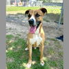 adoptable Dog in  named ASHE