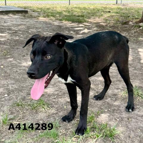adoptable Dog in Conroe, TX named PETER