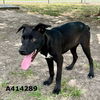 adoptable Dog in  named PETER