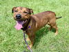adoptable Dog in  named CARVER