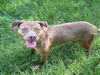 adoptable Dog in  named MANGONADA