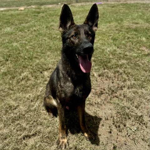 adoptable Dog in Conroe, TX named ZIGGY