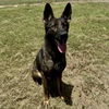 adoptable Dog in  named ZIGGY