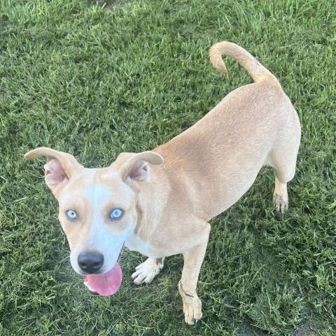 adoptable Dog in Conroe, TX named MANES