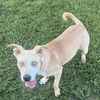adoptable Dog in  named MANES