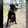 adoptable Dog in  named JADE