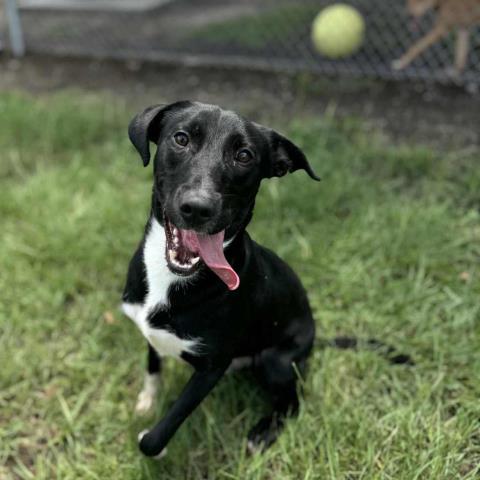 adoptable Dog in Conroe, TX named COBALT