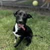 adoptable Dog in  named COBALT