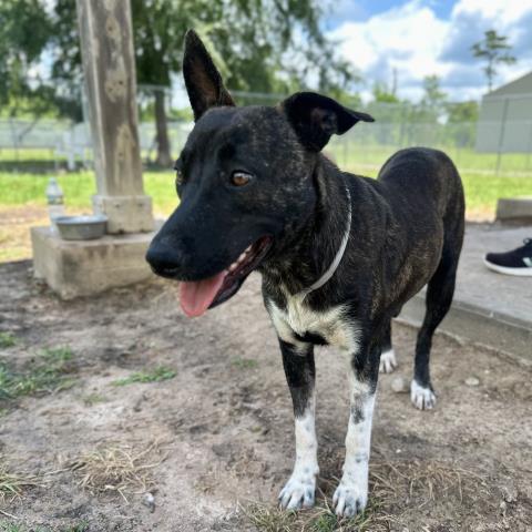 adoptable Dog in Conroe, TX named MARIE