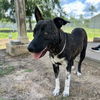 adoptable Dog in  named MARIE