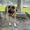 adoptable Dog in  named CRISSY