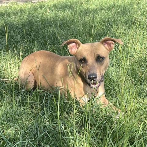 CRISSY - Black Mouth Cur / Boxer available for adoption