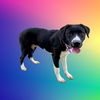 adoptable Dog in  named ROLLY